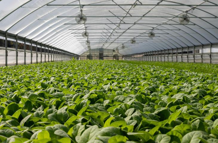 Coltivazione idroponica: cos'è e come funziona