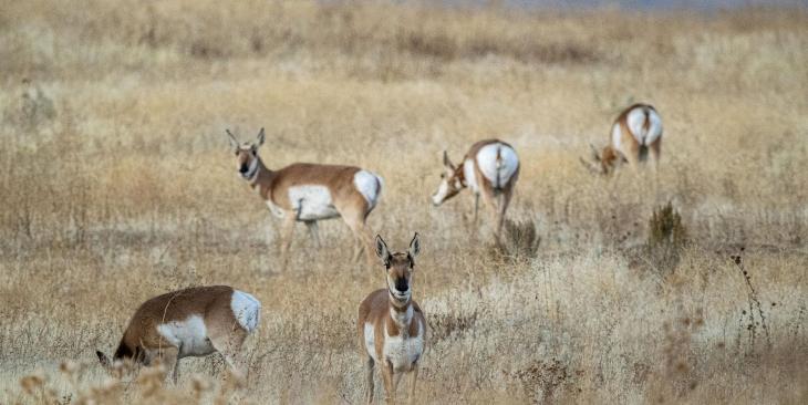 La Giornata Mondiale della Vita Selvatica: quando nasce e qual è il suo scopo