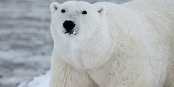 Giornata Mondiale dell’Orso Polare: cos’è e perché è importante