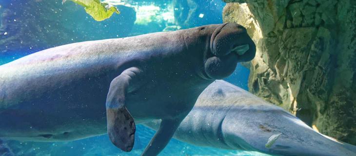 Acquario di Genova, un “tuffo” virtuale tra squali e pesci tropicali - In a Bottle