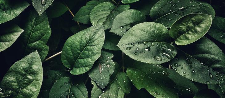 Cosa si intende con il termine flora e perché è importante